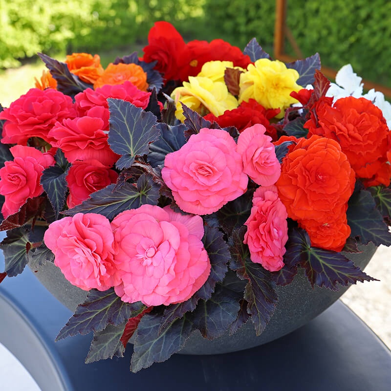 Benih Bibit Biji - Bunga Begonia Tuberous Non Stop Mixed F1 Hybrid Flower (Premium Pelleted Seeds)