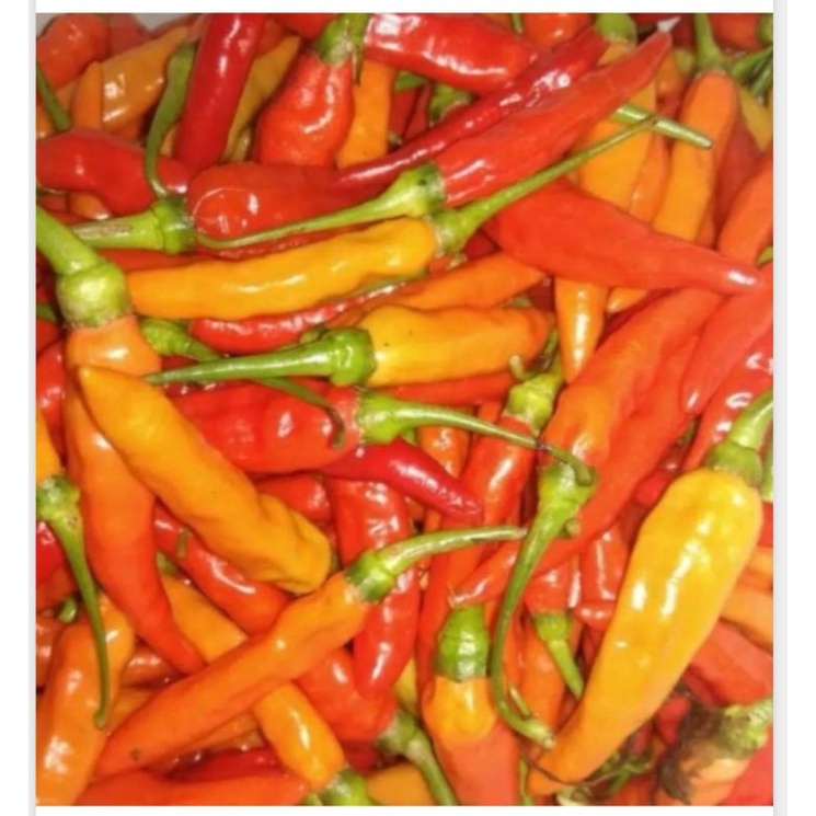 

Cabe rawit merah 100 gram