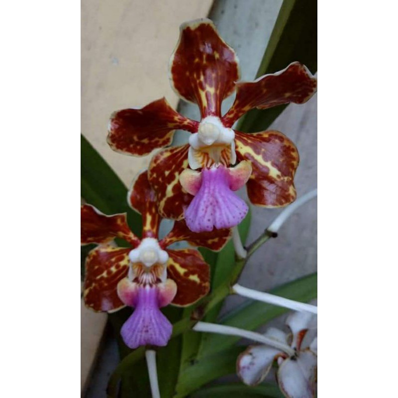vanda tricolor var tenebrosa dewasa siap bunga vanda spesies wangi