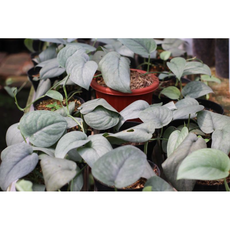 scindapsus silver hero platinum ( 2-3 daun)