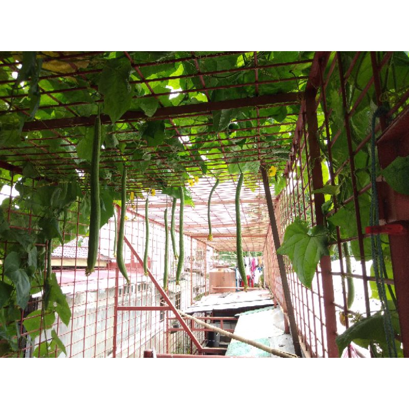 Bibit oyong taiwan fresh , oyong long taiwan, gambas