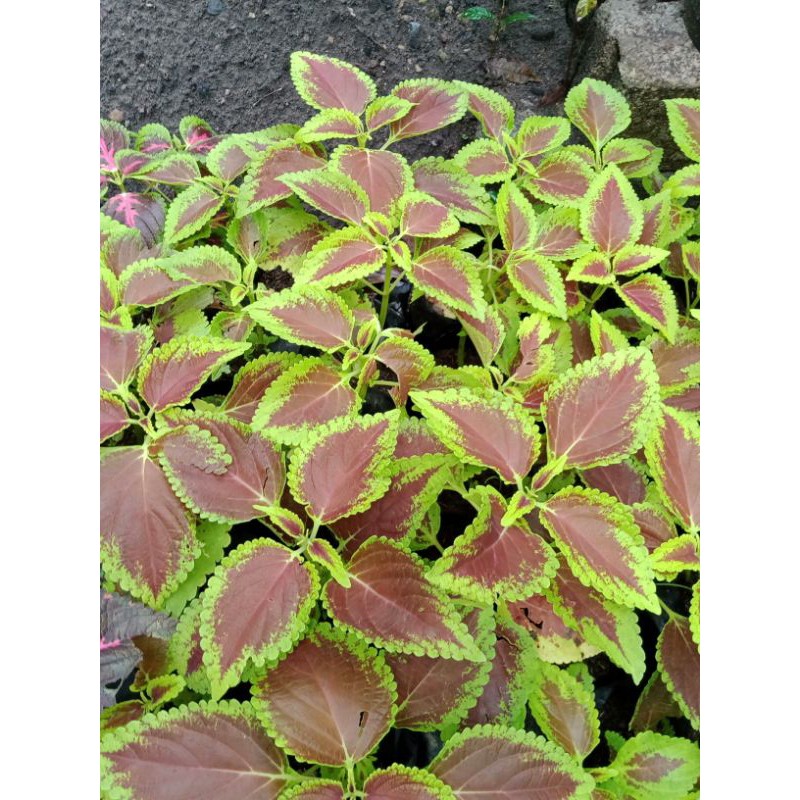 Bunga Miana Coklat hijau