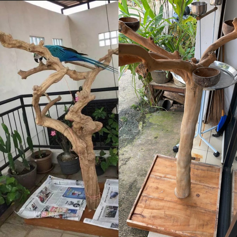 Tangkringan Parrot lengkap Burung Kakatua Nuri Macaw BNG Scarlet Green Winged Afgrey Elang Kayu Kopi