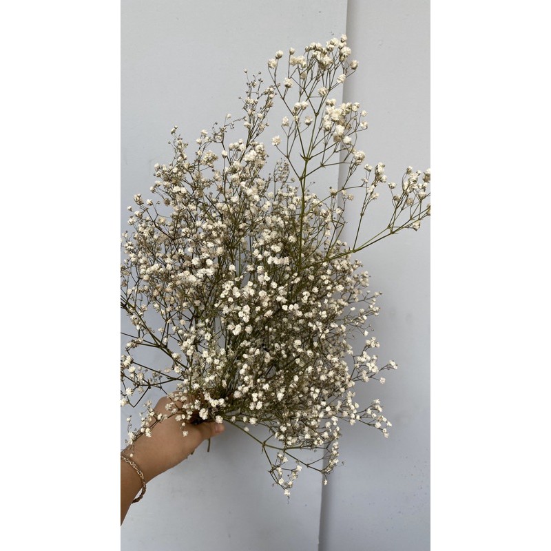 Dried Baby’s Breath, baby breath kering