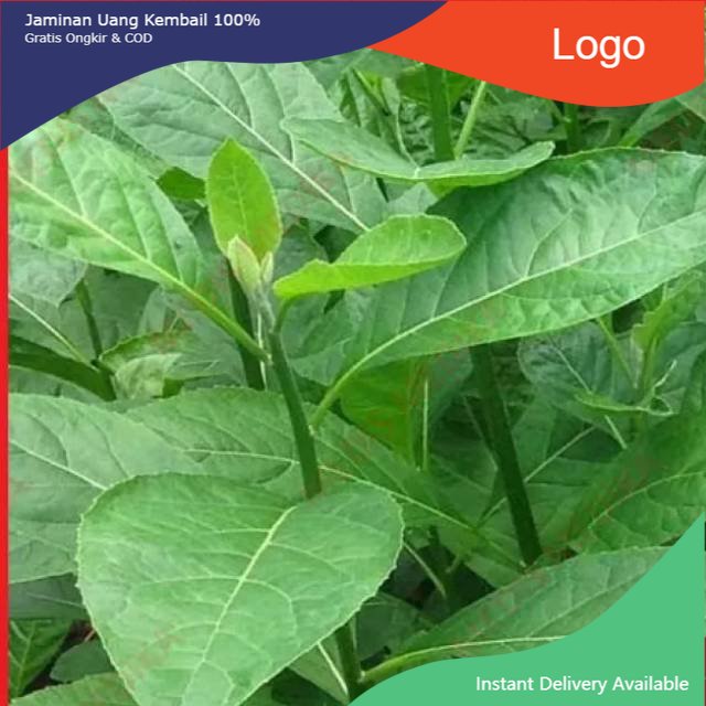 

Promo Daun afrika selatan 1kg fresh & organic