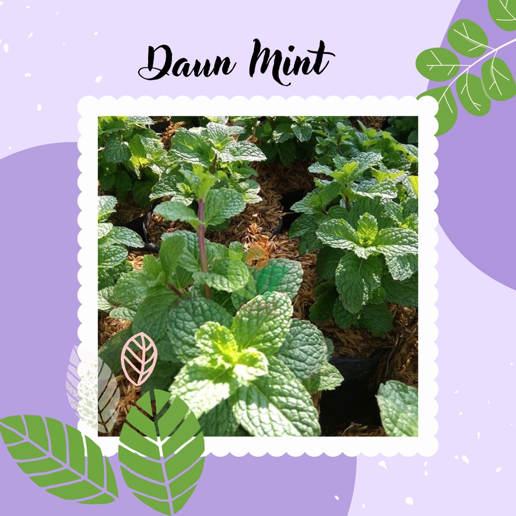 Tanaman daun mint tanaman herbal daun mint tanaman hias daun mint pepermint