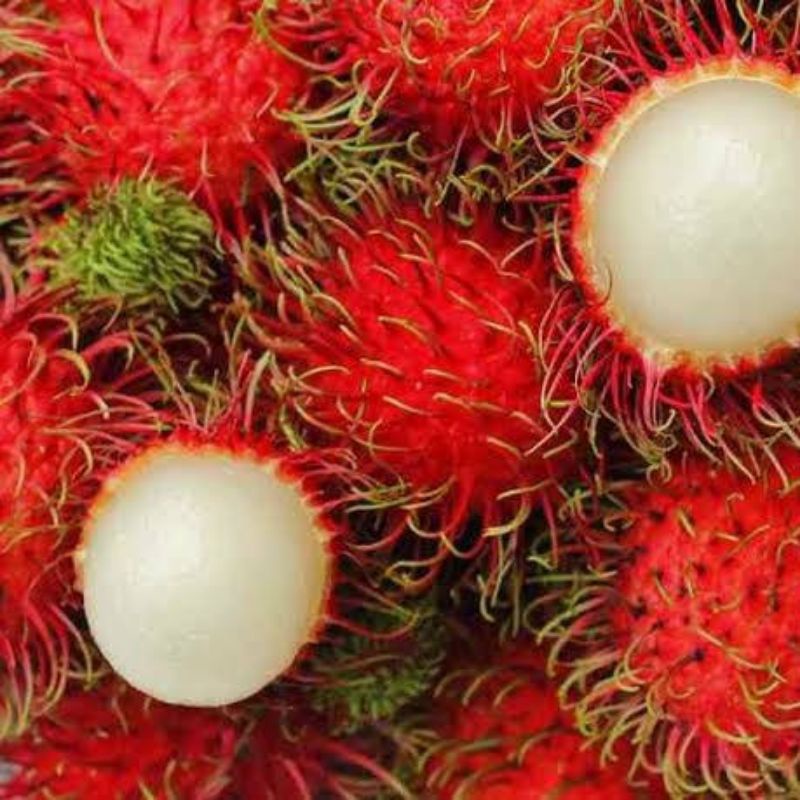 

rambutan manis per 2 ikat berat 1,5 - 1,8kg