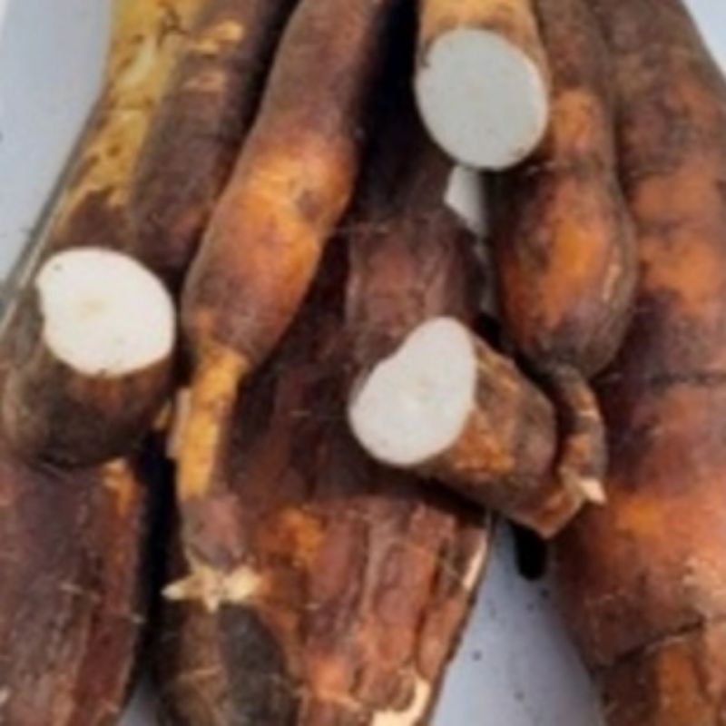 

Singkong sapikuru segar per 1kg
