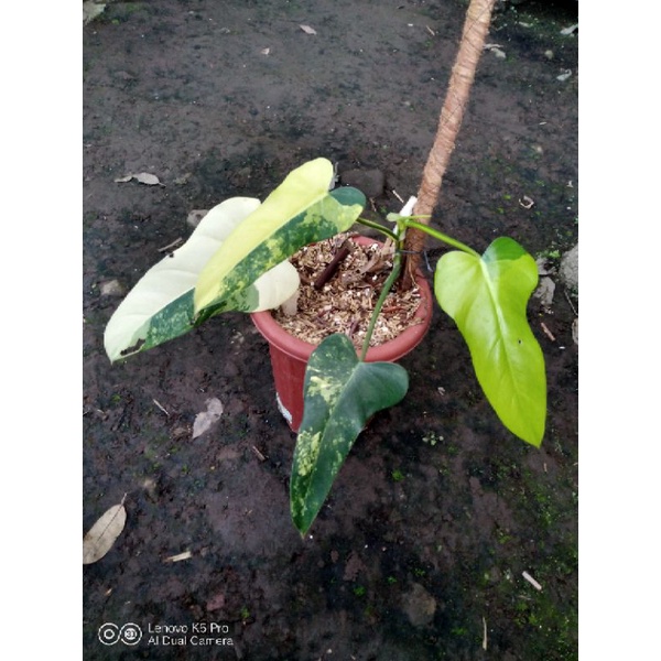 Philodendron Domesticum Variegata