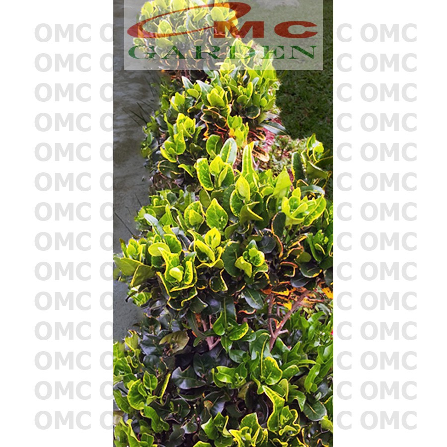 Tanaman Hias Pohon Bonsai Mame Puring Croton Emping Jengkol Coin Mawar B-PR-EMPING-001