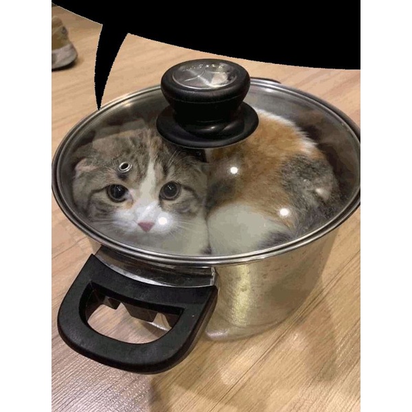 kucing di pot