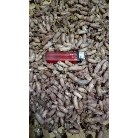 

BABY CUMI PREMIUM uk. 2,5 - 3/4cm