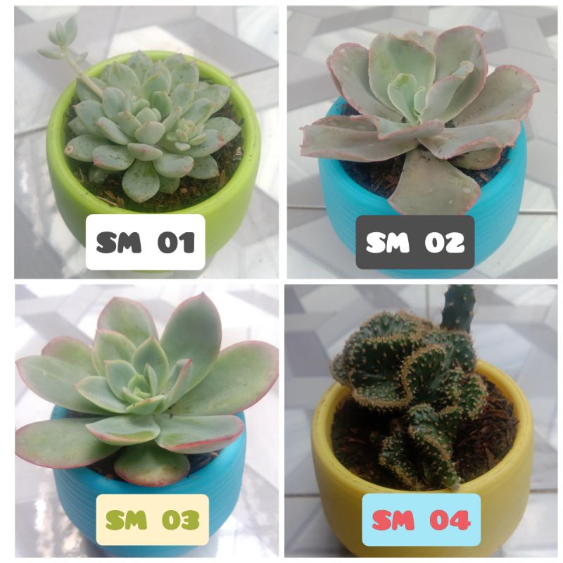 Kaktus Sekulen Mini Bisa Pilih Jenis Jenis Lain Kunjungi Kaktus Sekulen Mini Bisa Pilih Jenis Jenis Lain Kunjungi