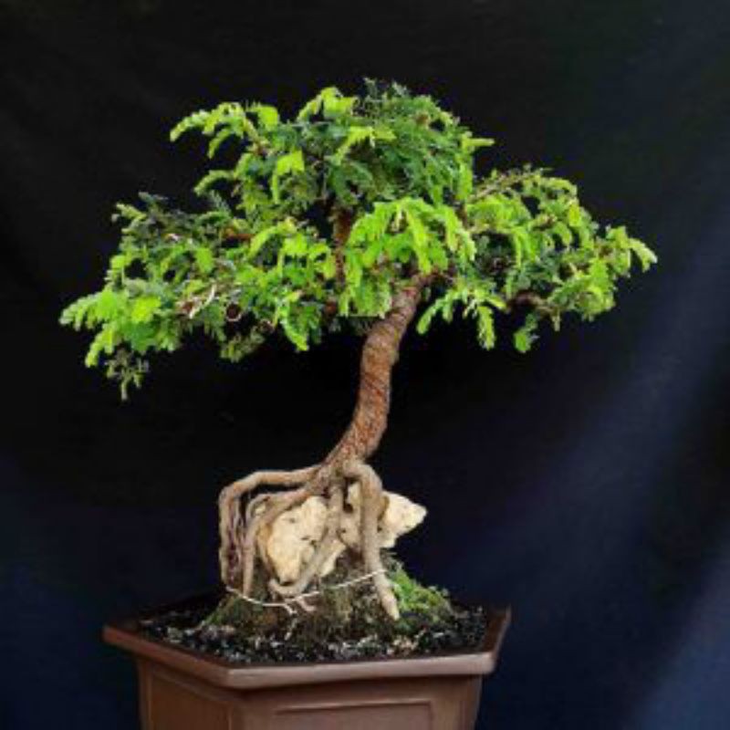 Bibit Bahan Bonsai/Benih Biji Asem Jawa/Semai Biji.