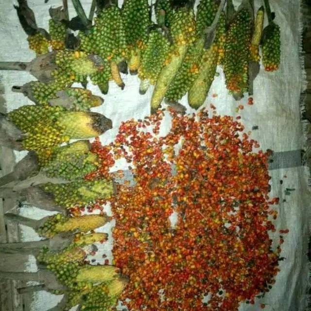 Bibit biji bunga porang