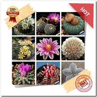 BIG SALE Biji Benih Bibit Bunga Kaktus Succulent  Cactus 