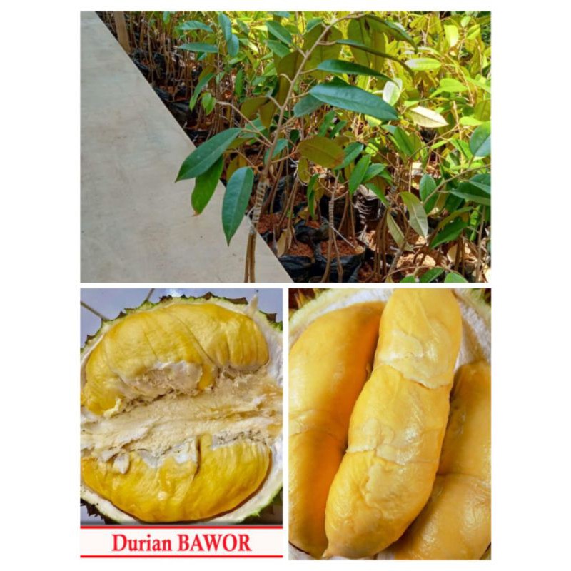 

durian bawor kaki 3