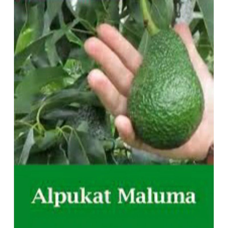 bibit alpukat maluma