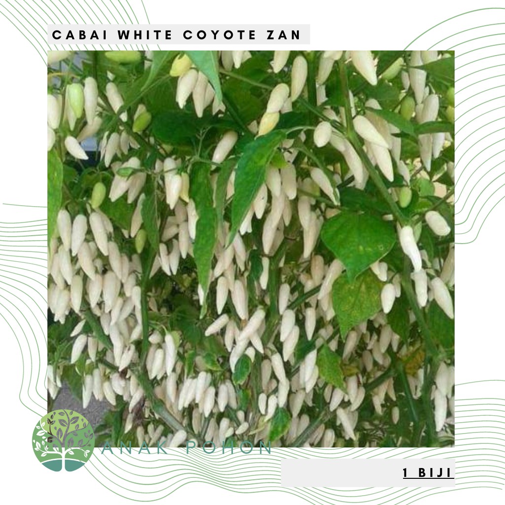 Benih Bibit Biji - Cabai White Coyote Zan WCZ (Buah Sangat Produktif) Pepper Seeds