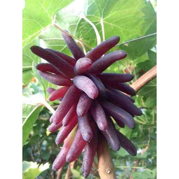 bibit anggur halloween import stek batang