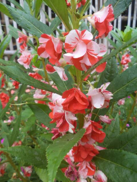 Pacar Air Tumpuk/Balsamnia Belang Merah-Pink