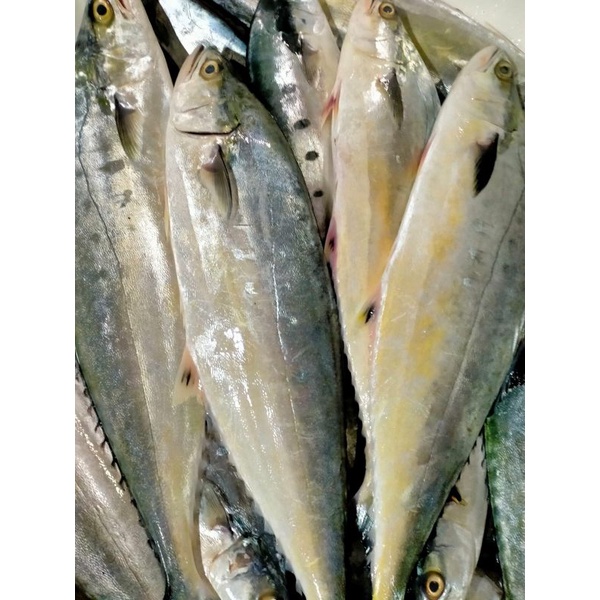 

Ikan Talang Tilang / Ikan Fresh Laut Kualitas GARANSI SEGAR