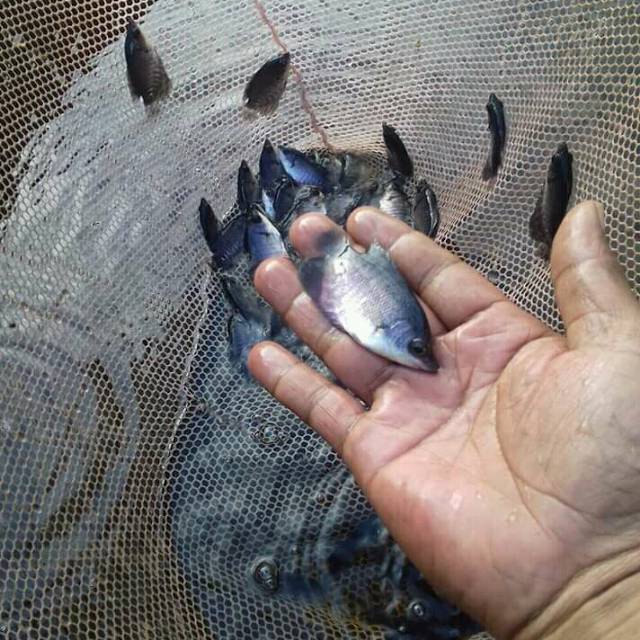 Bibit ikan gurameh Soang