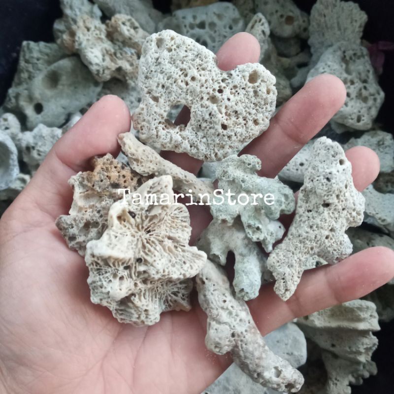 Batu Karang Laut Hias Aquascape / Batu Karang Jahe Media Filter Aquarium 1 Kg