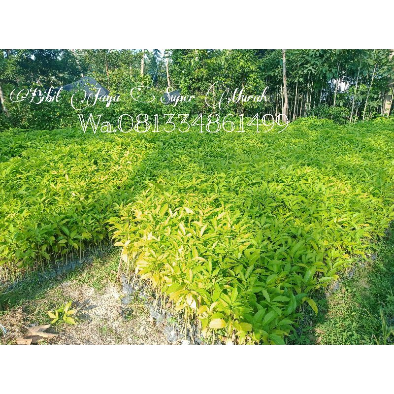 1 Paket Isi 5 Bibit Bunga Sakura Tabebuya 5 Warna SuperMurah-1