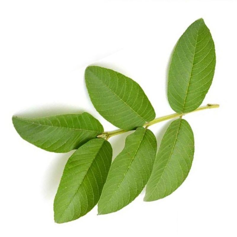 

Daun Jambu Biji | OMAH.FIRDAUS