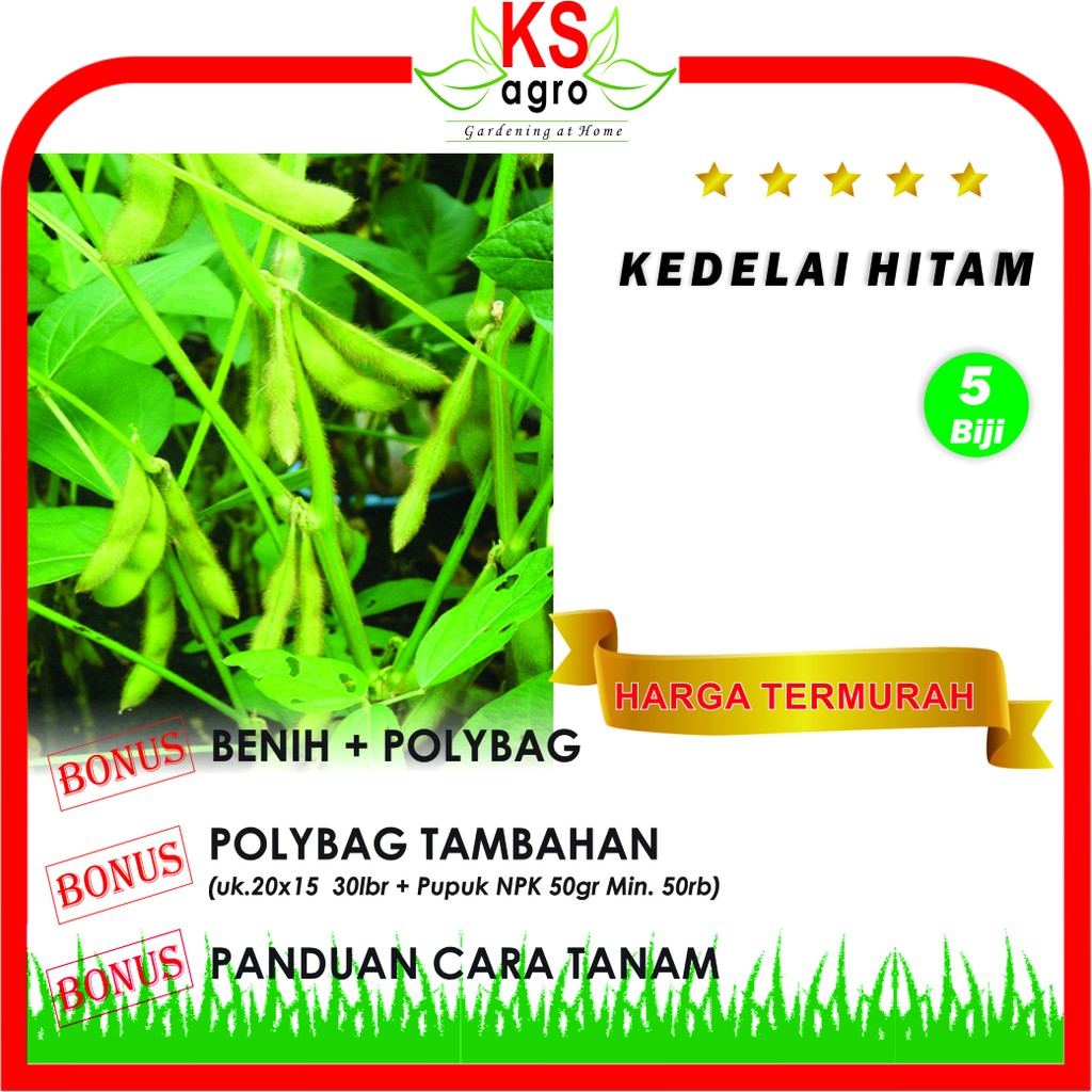 BENIH KEDELAI HITAM BIBIT SAYURAN UNGGUL