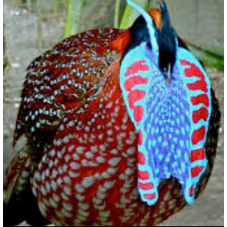 telur ayam hias tragonpan Pheasant