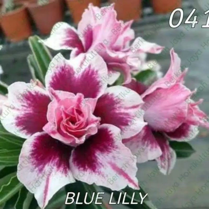 

Bibit Bunga Kamboja Adenium Blue Lilly