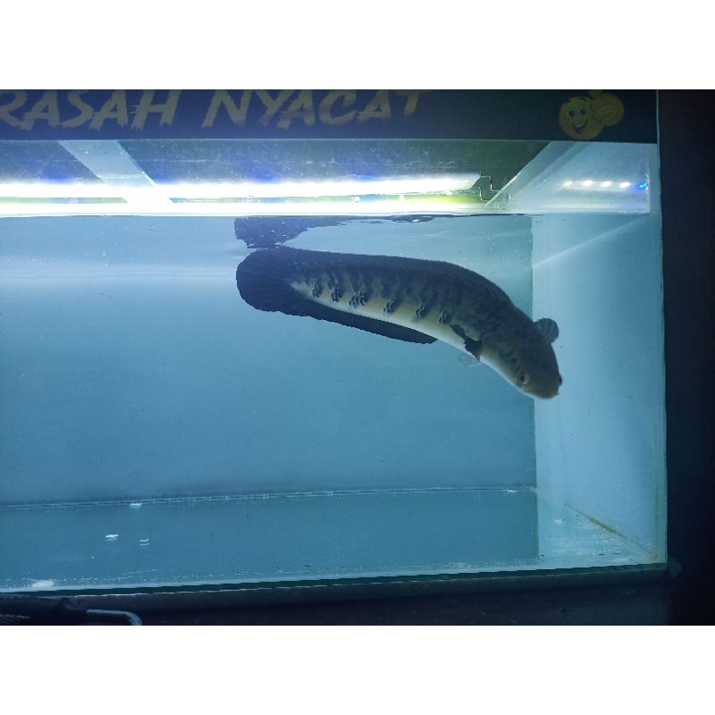 Maru Yellow Sentarum