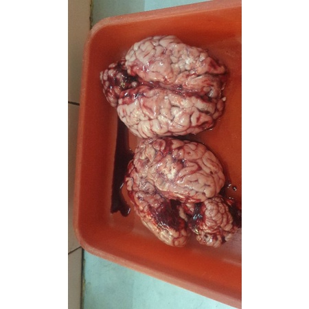 

otak sapi segar