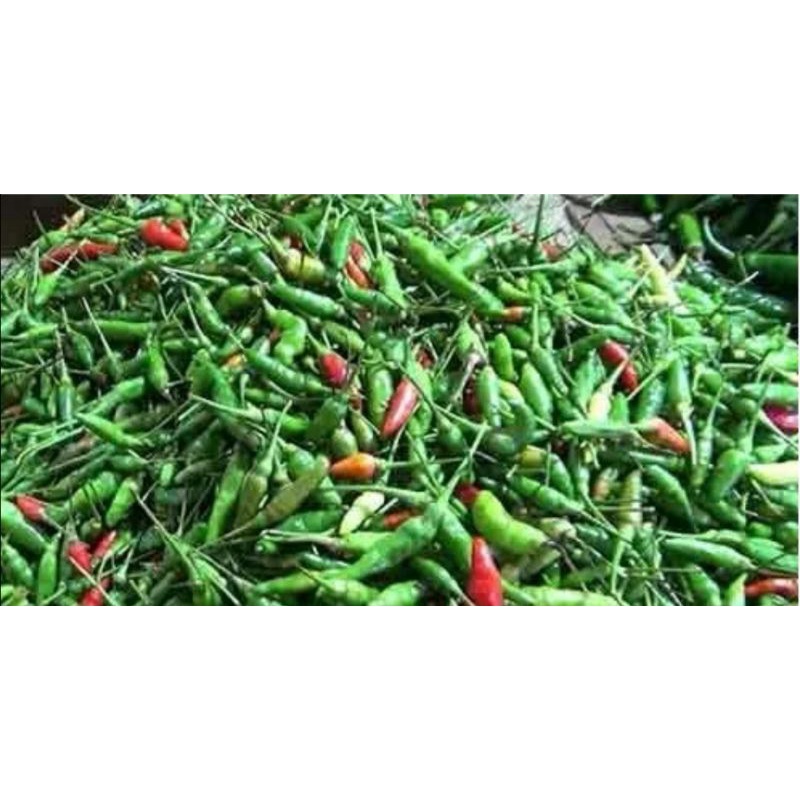 

Cabai rawit ijo 100 gram