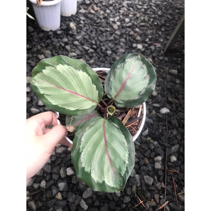 CALATHEA CORONA