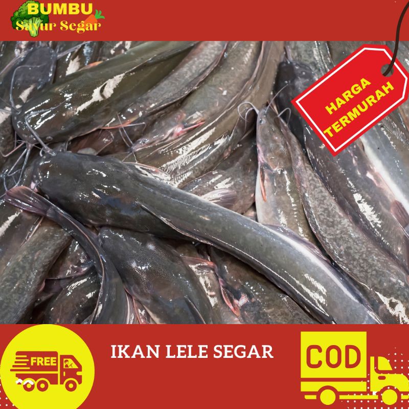 

IKAN LELE