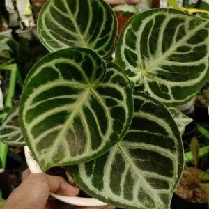 Anthurium Dorayaki Ori Kuping Gajah Dorayaki Original Daun Bulat