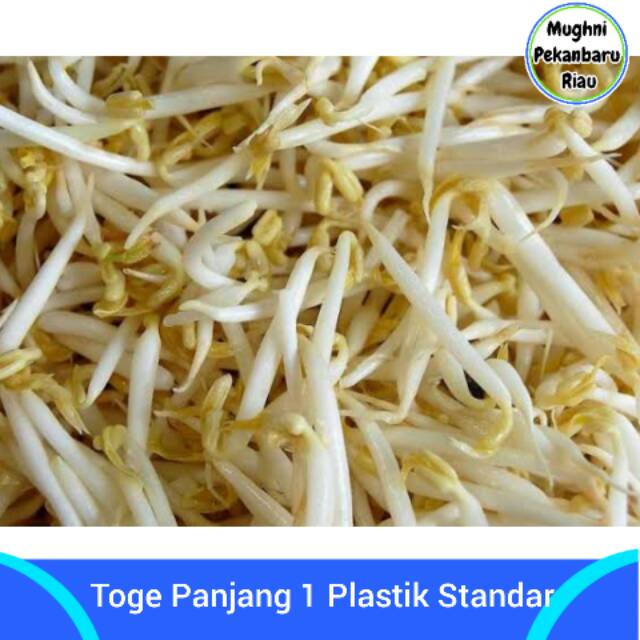 

Toge Panjang 1 Plastik Standar