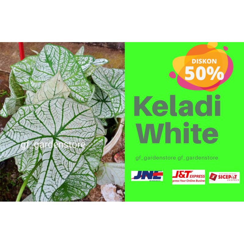 BUNGA KELADI PUTIH / BUNGA HIDUP KELADI PUTIH / TANAMAN HIDUP KELADI PUTIH