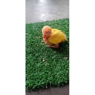 Lolohan/Anakan Burung Lovebird Lutino Jinak