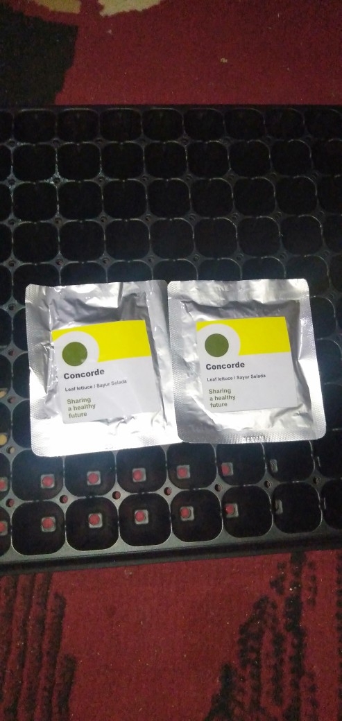 Benih / Biji / Bibit Rijk Zwann Rz - Selada Concorde 100 Butir