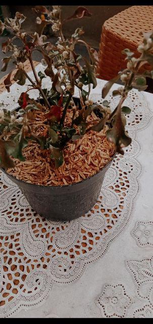 Tanaman Hias - Bibit Bunga Kacang Kuning