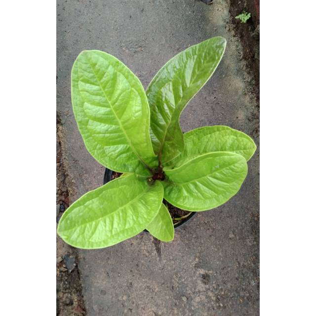 anthurium jemani golden