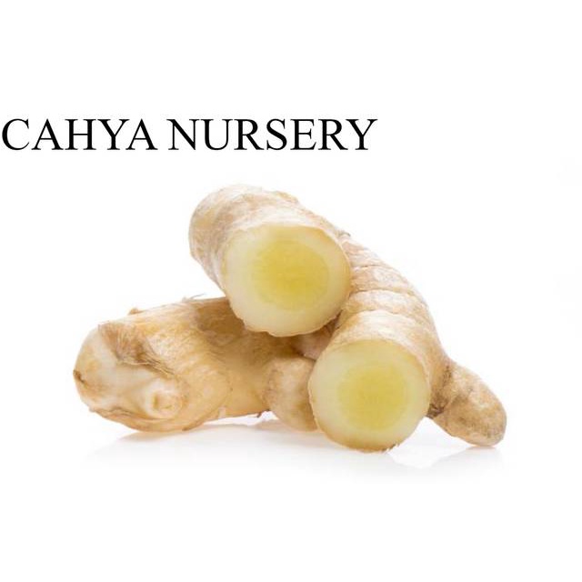 

Promo Kunyit putih 500gram ( curcuma zedoria) basah segar temu/kunir putih langsung ambil ke kebun