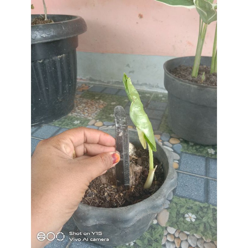 alocasia cente varigata