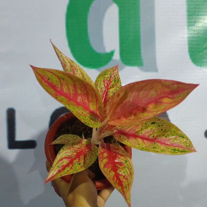 red legacy tulang ikan