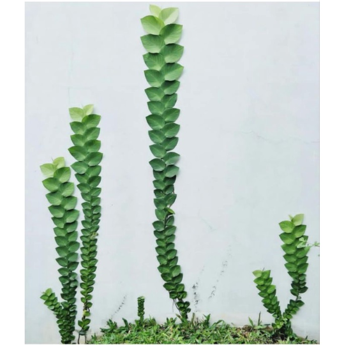 PROMO MURAH ( BISA COD ) Rhaphidophora hayi / tanaman dolar besar - bisa tanaman indoor pohon dolar 