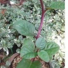 Tanaman hias herbal pinahong batang merah